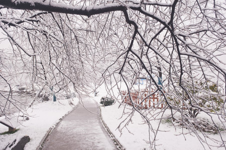 Winter Snow Scenery in Cherry Blossom Garden in East Lake Scenic Area, Wuhan, Hubeiの写真素材