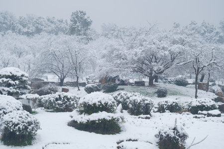 Winter Snow Scenery in Cherry Blossom Garden in East Lake Scenic Area, Wuhan, Hubeiの写真素材