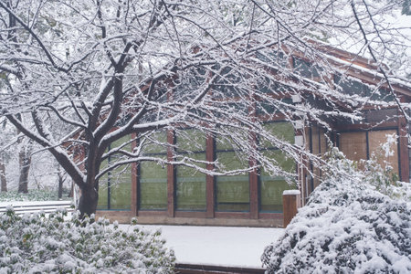 Winter Snow Scenery in Cherry Blossom Garden in East Lake Scenic Area, Wuhan, Hubeiのeditorial素材