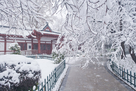 Winter Snow Scenery in Cherry Blossom Garden in East Lake Scenic Area, Wuhan, Hubeiのeditorial素材