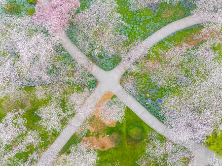 Early Spring Scenery of Cherry Blossom Garden in East Lake Scenic Area, Wuhan City, Hubei Provinceの写真素材