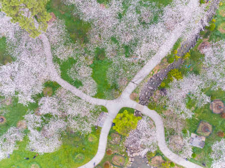 Early Spring Scenery of Cherry Blossom Garden in East Lake Scenic Area, Wuhan City, Hubei Provinceの写真素材