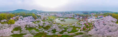 Early Spring Scenery of Cherry Blossom Garden in East Lake Scenic Area, Wuhan City, Hubei Provinceの素材 [FY310183571137]