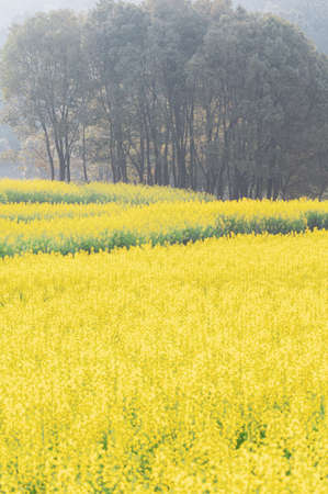 Spring scenery of rapeseed flowers in East Lake Forest Park in Wuhan, Hubeiの写真素材