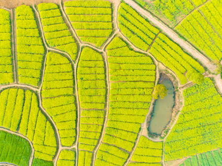 Spring scenery of rapeseed flowers in East Lake Forest Park in Wuhan, Hubeiの写真素材