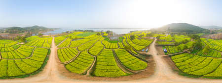 Spring scenery of rapeseed flowers in East Lake Forest Park in Wuhan, Hubeiの写真素材