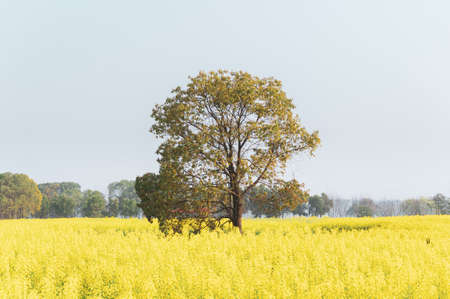 Spring scenery of rapeseed flowers in East Lake Forest Park in Wuhan, Hubeiの写真素材