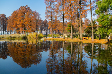 Autumn scenery of Wuhan East Lake Wetland Park Scenic Areaの写真素材