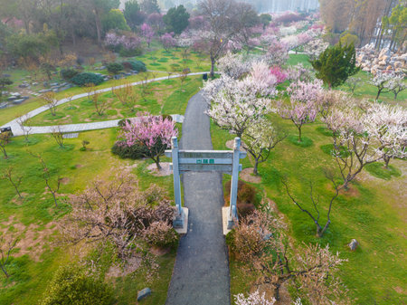 Wuhan East Lake Plum blossom Garden Spring Sceneryの写真素材