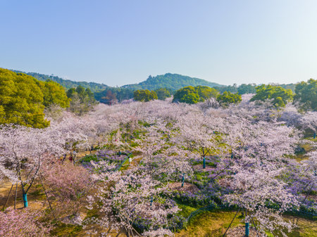 Wuhan East Lake Cherry blossom Garden Spring Sceneryの写真素材