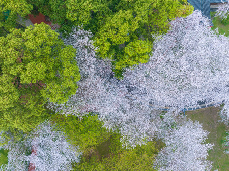 Wuhan East Lake Cherry blossom Garden Spring Sceneryの写真素材