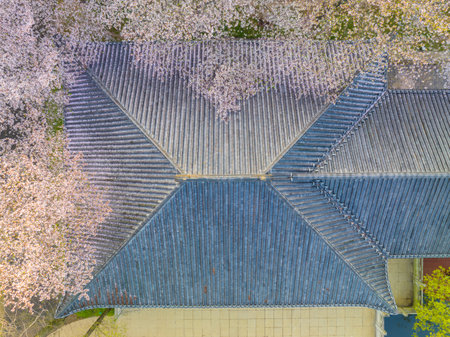 Wuhan East Lake Cherry blossom Garden Spring Sceneryの写真素材