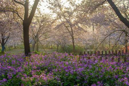 Wuhan East Lake Cherry blossom Garden Spring Sceneryの写真素材