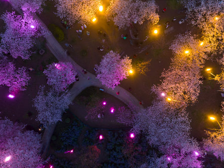 Wuhan East Lake Cherry Blossom Garden Night sceneryの写真素材