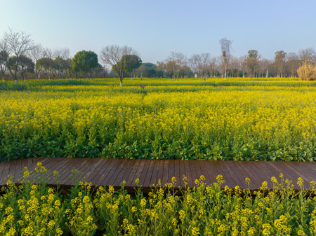 Wuhan East Lake Wanguo Park Rapeseed Seaの写真素材