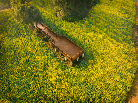 Wuhan East Lake Wanguo Park Rapeseed Seaの写真素材