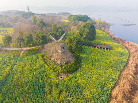 Wuhan East Lake Wanguo Park Rapeseed Seaの写真素材