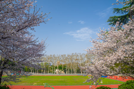 Cherry blossoms in full bloom at Wuhan University in springの写真素材