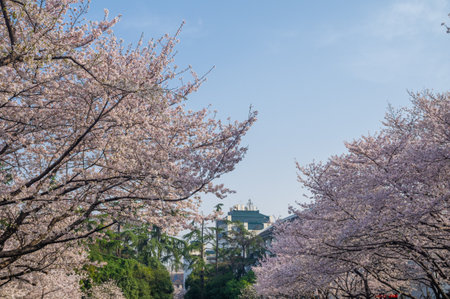 Cherry blossoms in full bloom at Wuhan University in springの写真素材