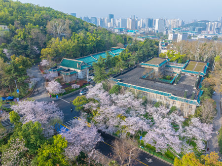 Cherry blossoms in full bloom at Wuhan University in springの写真素材