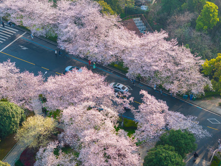 Cherry blossoms in full bloom at Wuhan University in springの写真素材