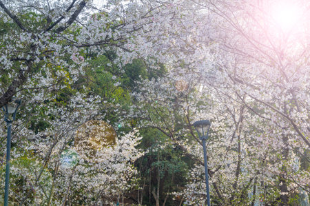 Cherry blossoms in full bloom at Wuhan University in springの写真素材
