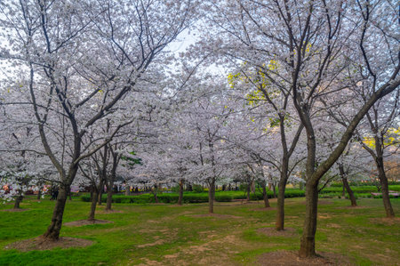 Wuhan East Lake Cherry Blossom Garden Spring Cherry Blossoms in Full Bloomの写真素材