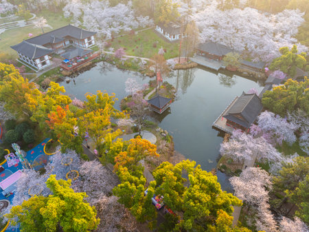 Wuhan East Lake Cherry Blossom Garden Spring Cherry Blossoms in Full Bloomの写真素材