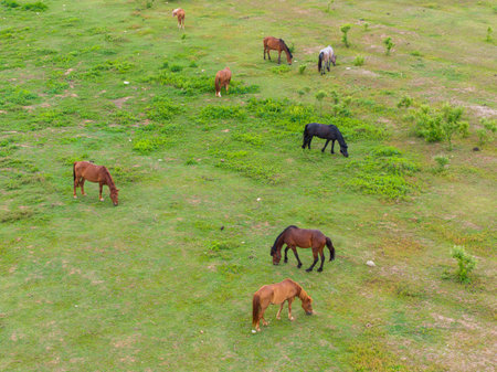 Wuhan Mulan Grassland Scenic Area Spring Sceneryの写真素材