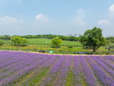 Wuhan Hua Bo Hui Scenic Spot Spring Sceneryの写真素材