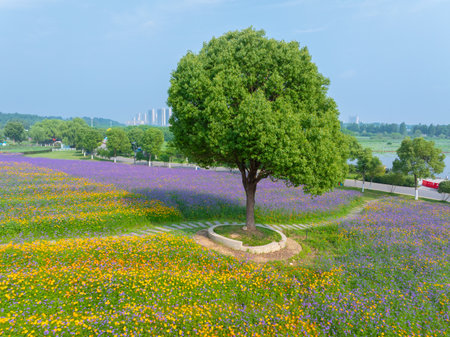 Wuhan Hua Bo Hui Scenic Spot Spring Sceneryの写真素材