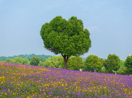 Wuhan Hua Bo Hui Scenic Spot Spring Sceneryの写真素材