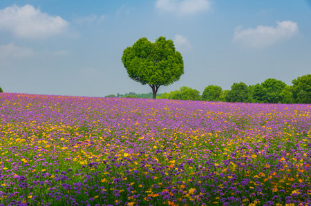 Wuhan Scenic Spot Spring Sceneryの写真素材