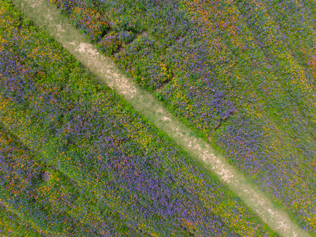 Wuhan Hua Bo Hui Scenic Spot Spring Sceneryの写真素材