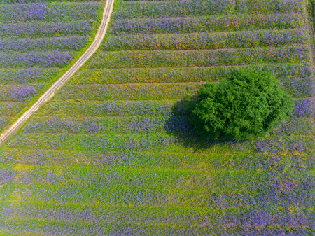 Wuhan Hua Bo Hui Scenic Spot Spring Sceneryの写真素材