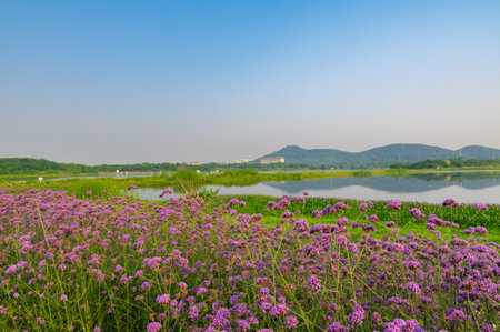 Wuhan Hua Bo Hui Scenic Spot Spring Sceneryの写真素材
