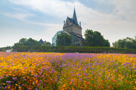 Landscape of cosmos flower field and Chiang Mai, Thailand.の写真素材