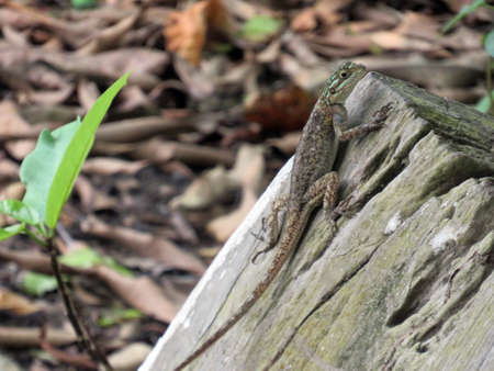 rainbow headed agama lizard on a logの写真素材