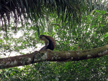 monkey sitting in a tree