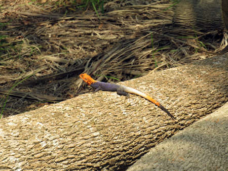 red headed agama lizard on a logの写真素材