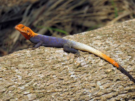 red headed agama lizard on a logの写真素材