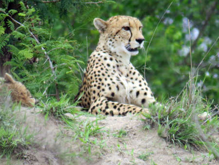 Cheetah relaxing during the day in the Kruger National Parkの写真素材