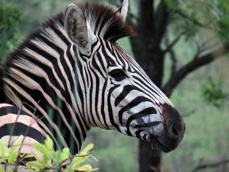 portrait photo of a zebra in the kruger national parkの写真素材