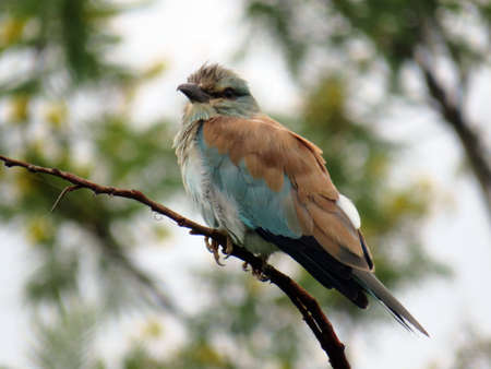 Bee Eater perched on a branch in the Kruger National Parkの写真素材