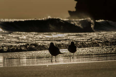 seagulls on the sandの写真素材