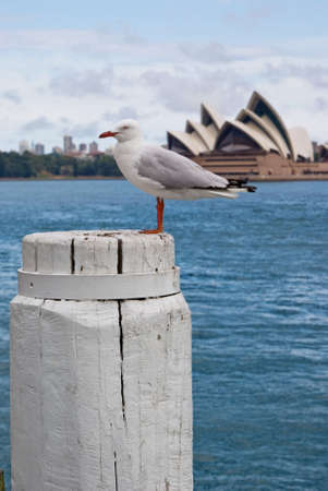 A seagull enjoying the view of Sydney's landmarks on an overcast dayのeditorial素材