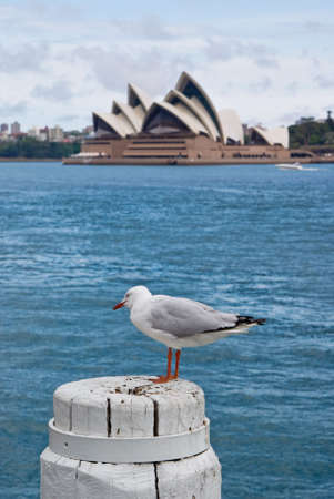 A seagull enjoying the view of Sydney's landmarks on an overcast dayのeditorial素材