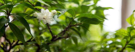 the white flower in The graden in tropical Thailandの写真素材