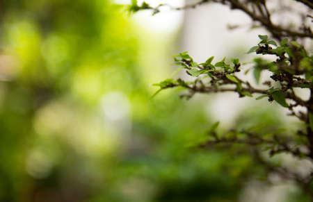A little branch of treeの写真素材
