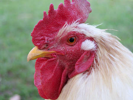 White rooster close up